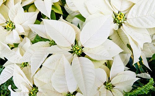 Fleurs de poinsettia blanches