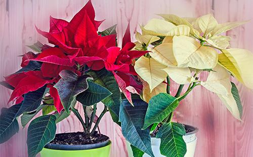 Fleur de poinsetia blanche et jaune