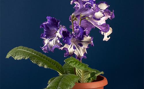 Streptocarpus en pot