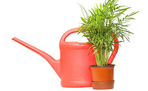 Cyperus em uma panela e um regador