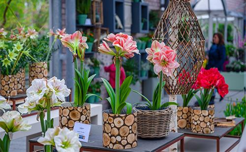 Mga Hyperastrum Pots