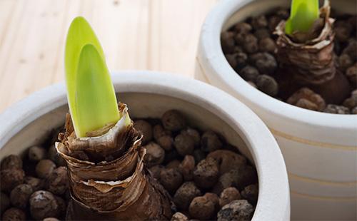Potted hyperastrum sprouts