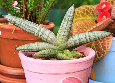 Sansevieria cylindrique dans un pot rose