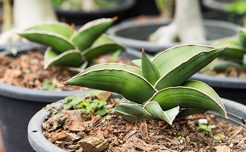 Plants de queue de brochet