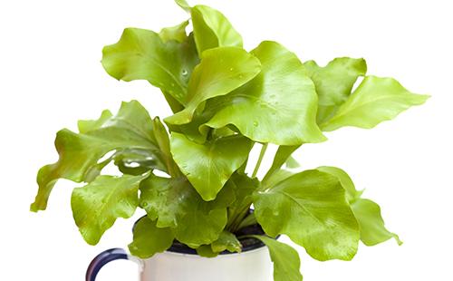 En tät rosett med blad liknar ett fågelbo