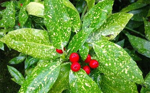 Aucuba feuilles et baies