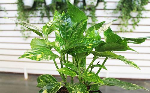 Aucuba bush dans un pot