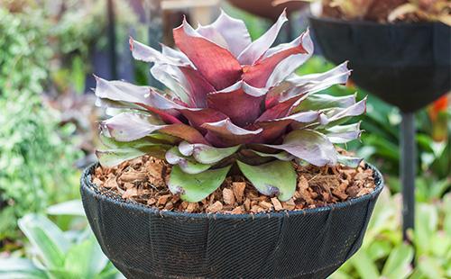 Ehmea sa isang palayok