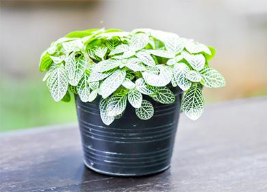 Fittonia dans un pot