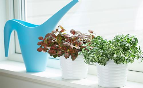 Deux pots avec fittonia sur le rebord de la fenêtre