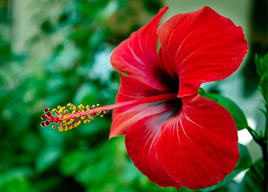 Hibiscus rouge
