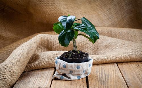 Hibiscus dans un pot