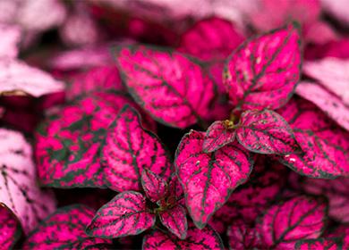 Feuilles rouges d'hypoesthésie