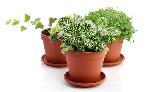 Hypoesthes dans un pot