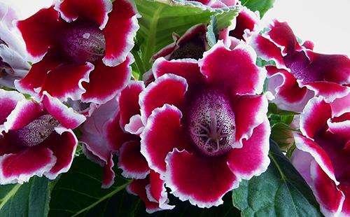 Fleurs rouges avec un cant blanc