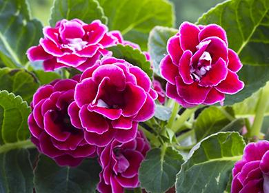 Fleurs de gloxinia rose