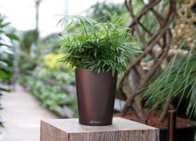 Hamedorea en un jarrón