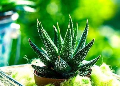 Havrotiya en pot magnifique