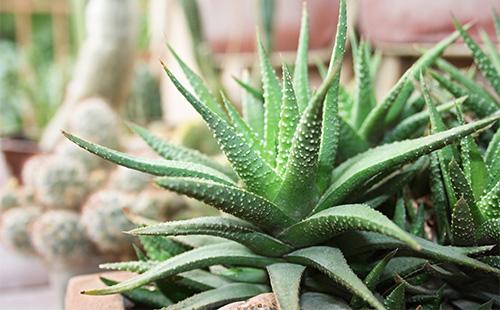 Haurotie en gros plan