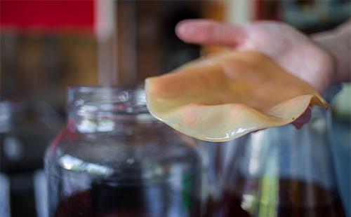 Kombucha en la palma