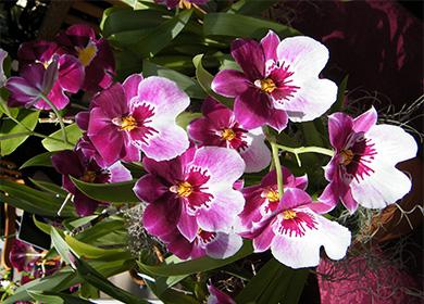 Fleurs Miltonia