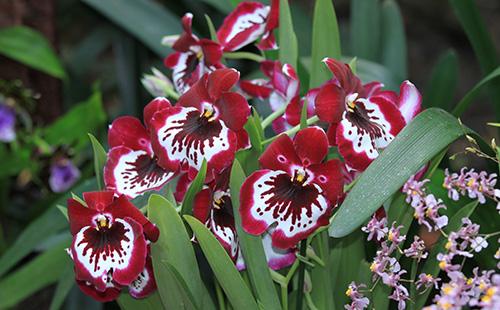 Fleurs de Miltonia rouge