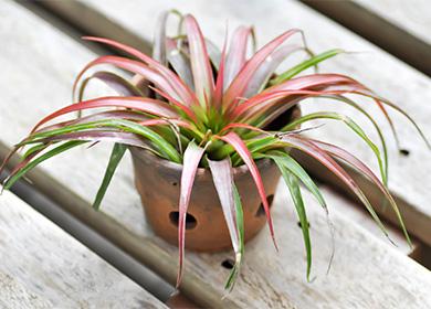 Tillandsia en pot