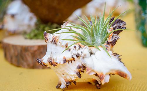 Tillandsia dans l'évier