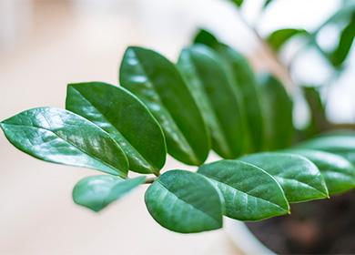 Mga dahon ng Zamioculcus