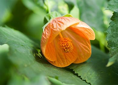 Abutilon Flower