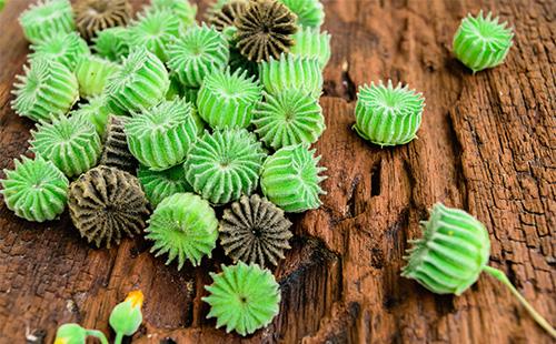 Semințe de Abutilon