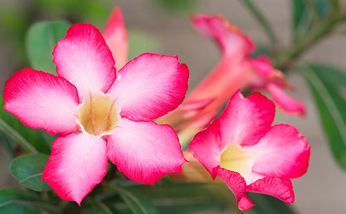 Ang kahanga-hangang Desert Rose