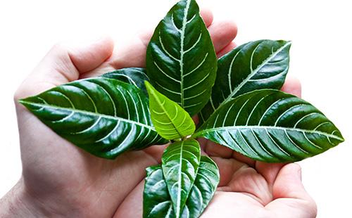 Feuilles d'afelander