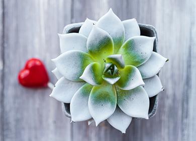 Agave symétrique dans un pot et une sucette en forme de coeur