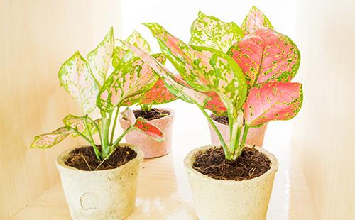 Aglaonema sa isang palayok