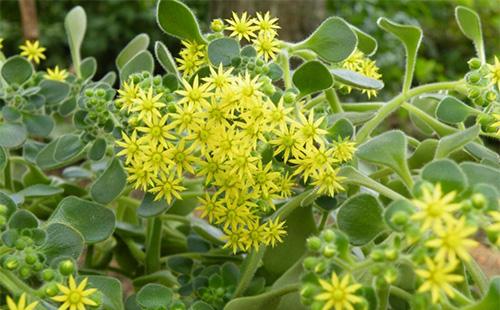 Ahichrizon en fleurs