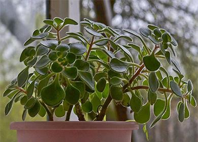 Aichrison dans un pot