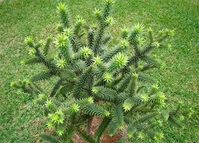 Araucaria conifère