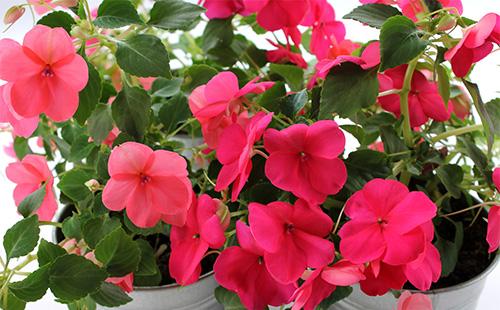 Fleurs de baume rose