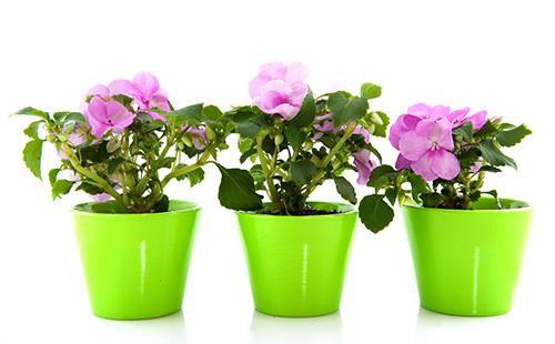 Balsamins en pots verts