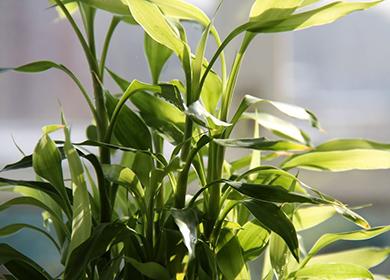 Bambú decorativo pequeño