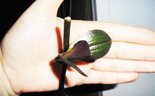 Klíčení orchidejí