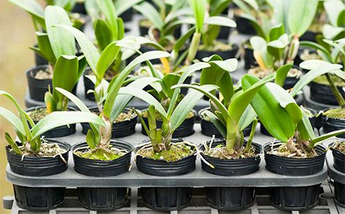 Klíčky v květináči