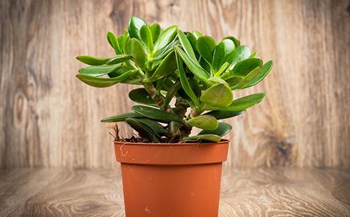 Crassula en una olla