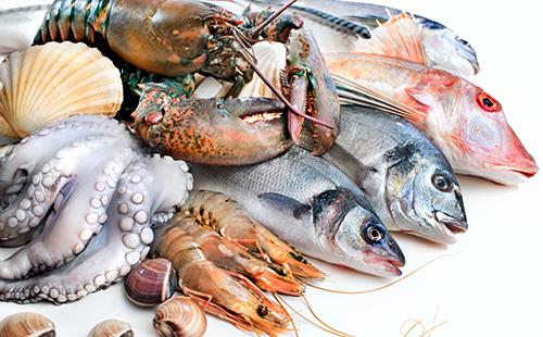 Nouvelle prise de la vie marine