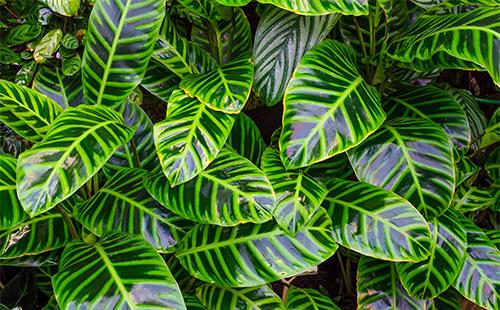 Feuilles vertes de diephenbachia