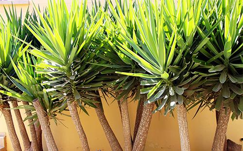 Troncos Dracaena