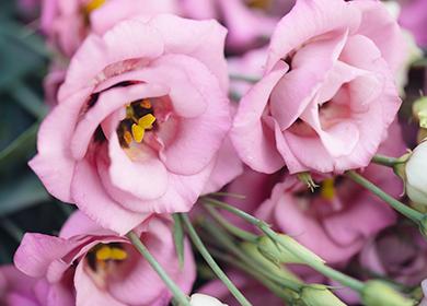 Flores decorativas de color rosa