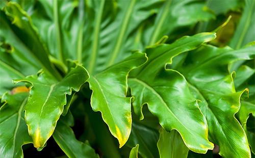 Feuilles vertes de philodendron