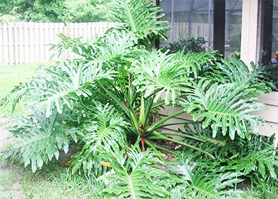 Philodendron dans le jardin